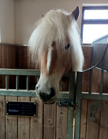 Ein Pferd mit langem, blondem Fell schaut aus seiner Box.