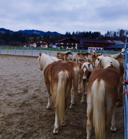Gruppe von Pferden in einem Reitstall, die sich im Kreis bewegen.